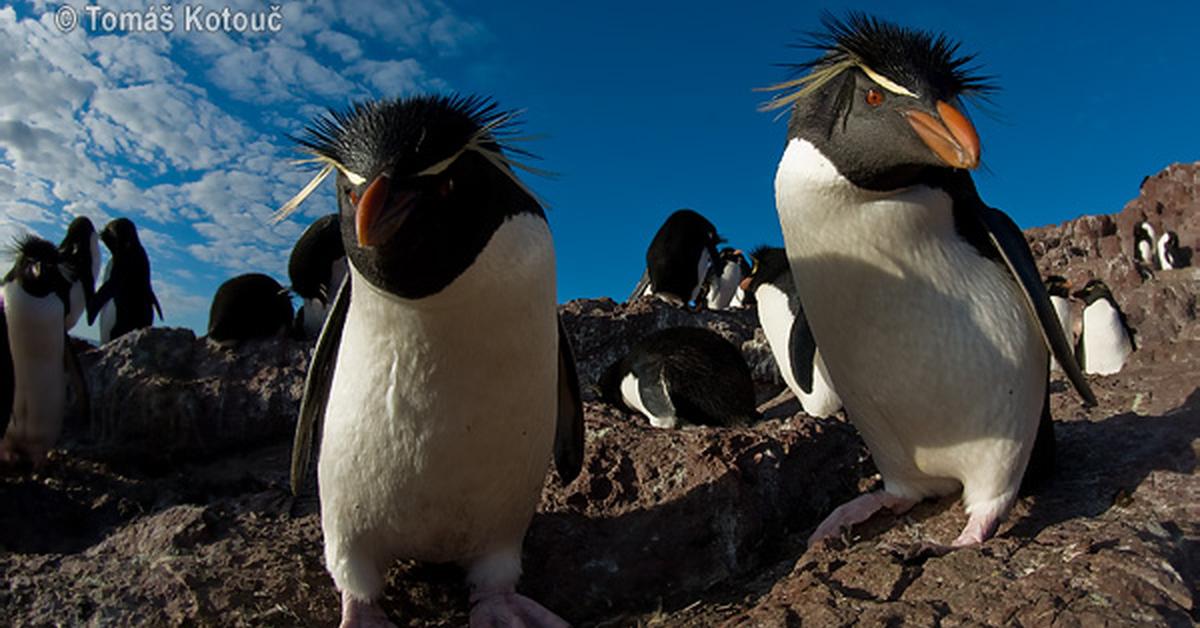 Pictures of Rockhopper Penguin