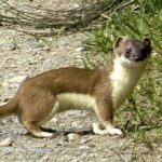 Pictures of Stoat