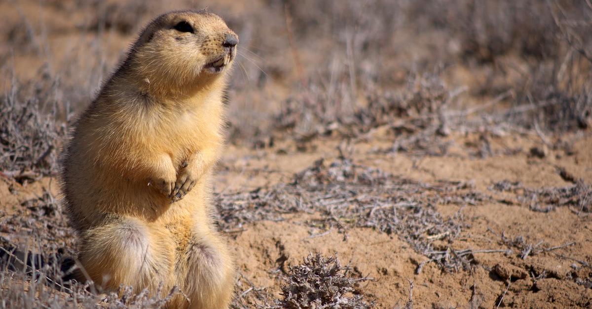 Pictures of Gopher