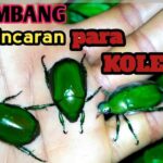 Pictures of Green June Beetle