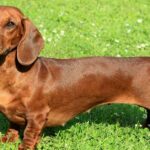 Pictures of Dachshund