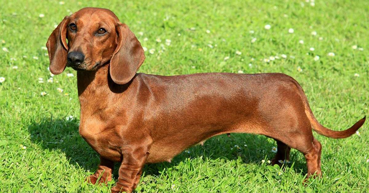 Pictures of Dachshund