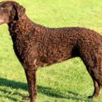 Pictures of Curly Coated Retriever