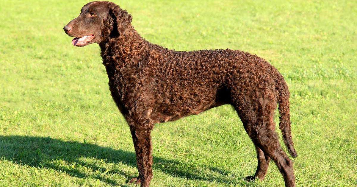 Pictures of Curly Coated Retriever