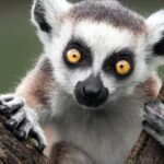 Pictures of Lemur