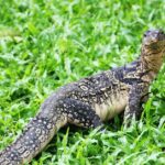 Pictures of Monitor Lizard