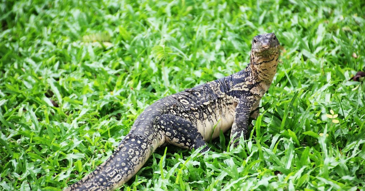 Pictures of Monitor Lizard