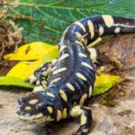 Pictures of Tiger Salamander