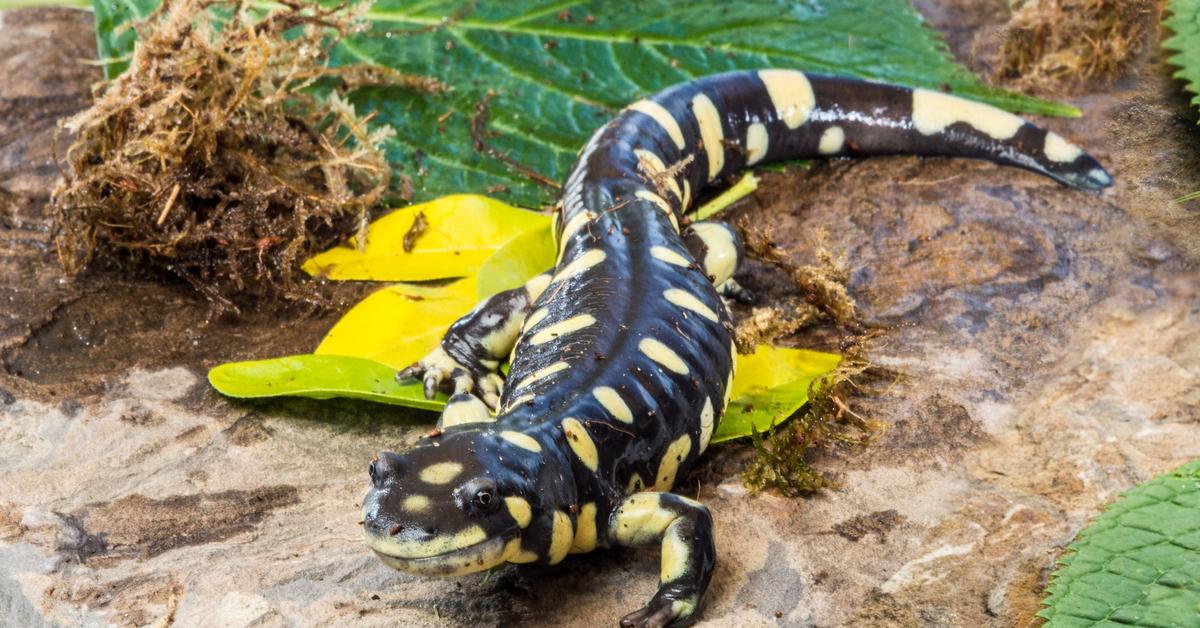 Pictures of Tiger Salamander