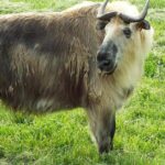 Pictures of Sichuan Takin