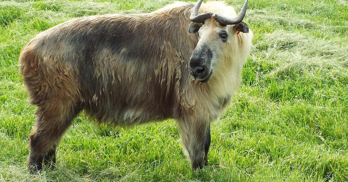 Pictures of Sichuan Takin