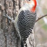 Pictures of Woodpecker