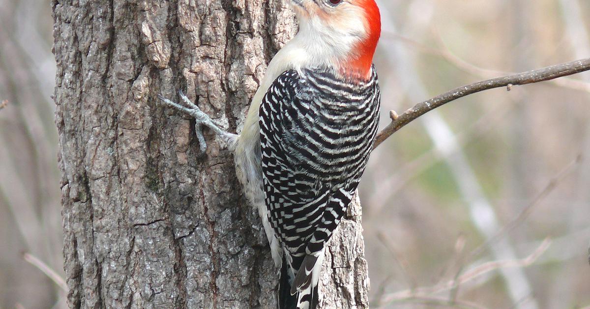 Pictures of Woodpecker