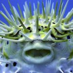 Pictures of Pufferfish