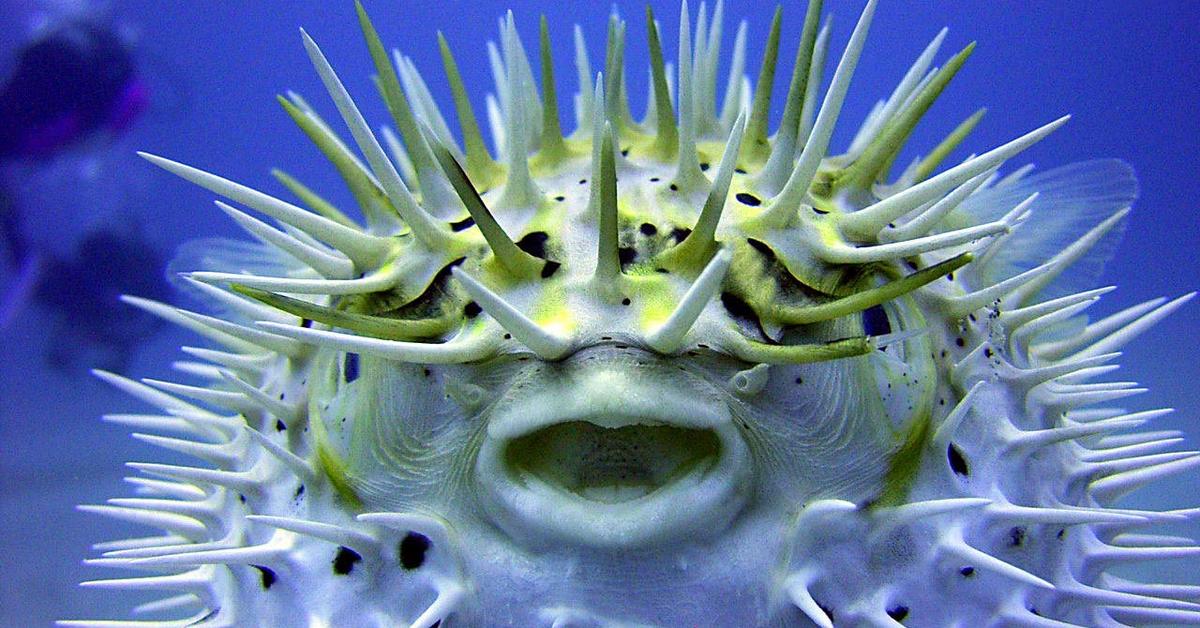Pictures of Pufferfish
