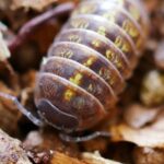 Pictures of Woodlouse