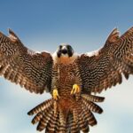 Pictures of Falcon