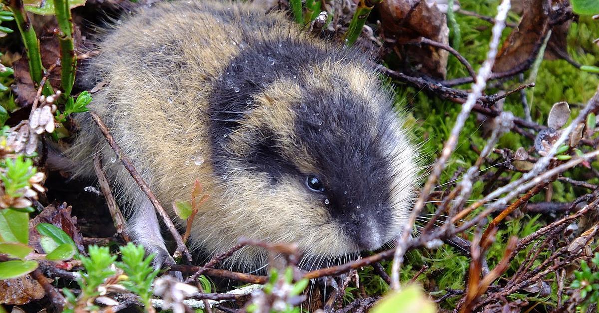 Pictures of Lemming