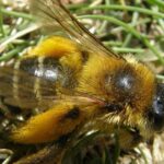 Pictures of Pantaloon Bee