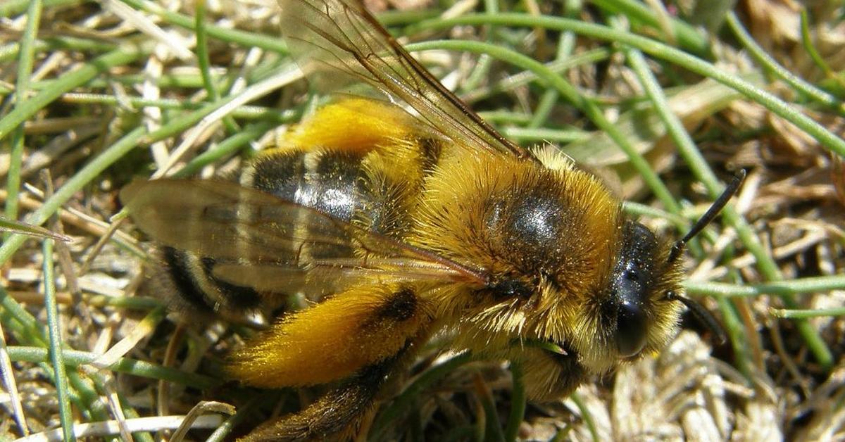 Pictures of Pantaloon Bee