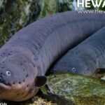 Pictures of Electric Eel