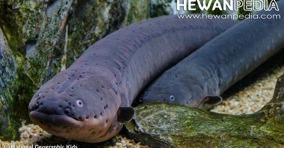 Pictures of Electric Eel