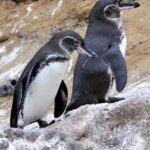 Pictures of Galapagos Penguin