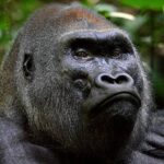 Pictures of Western Lowland Gorilla