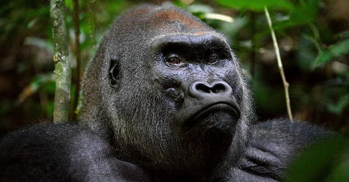 Pictures of Western Lowland Gorilla