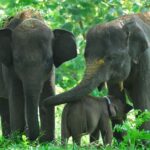 Pictures of Sumatran Elephant