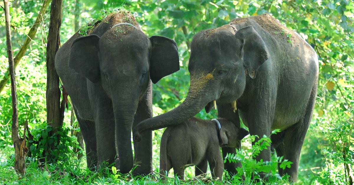 Pictures of Sumatran Elephant