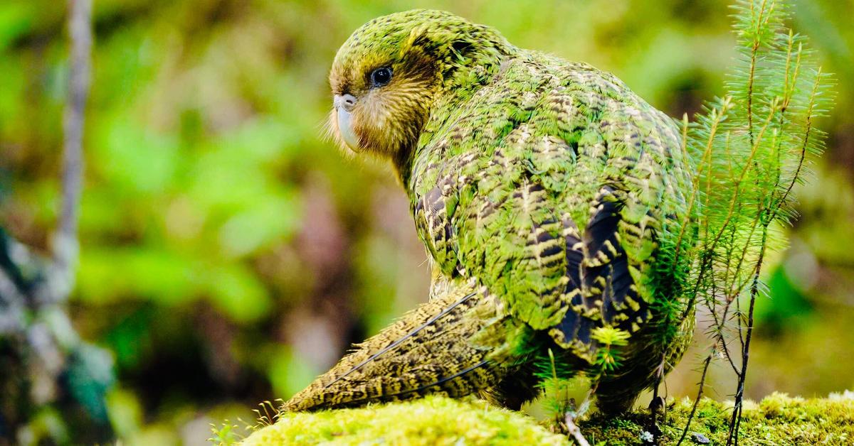 Pictures of Kakapo