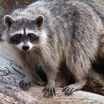 Pictures of Raccoon