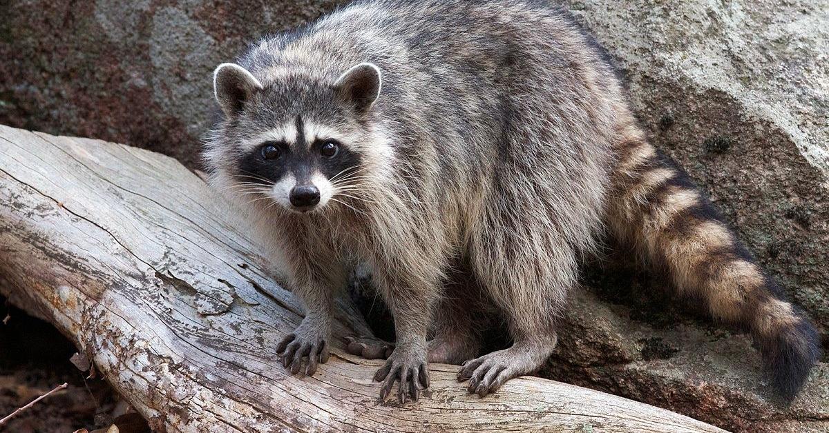 Pictures of Raccoon