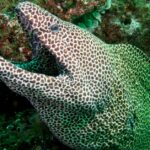 Pictures of Moray Eel