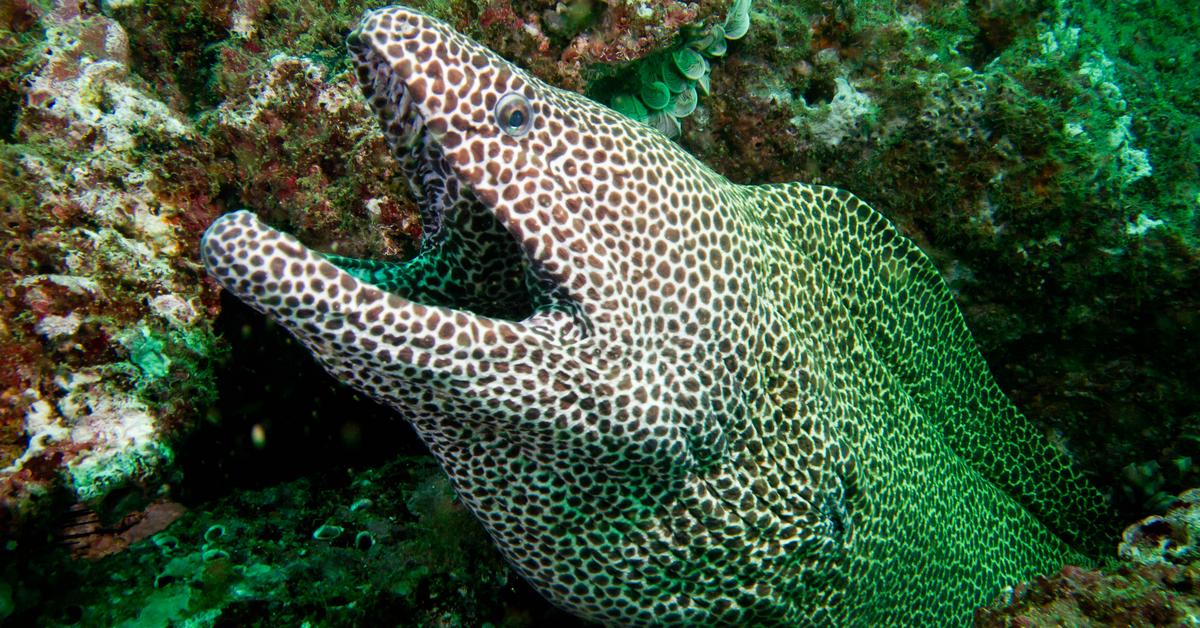 Pictures of Moray Eel