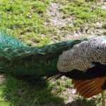 Pictures of Peacock