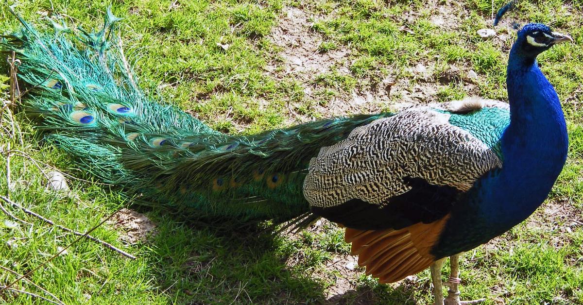 Pictures of Peacock