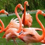 Pictures of Flamingo