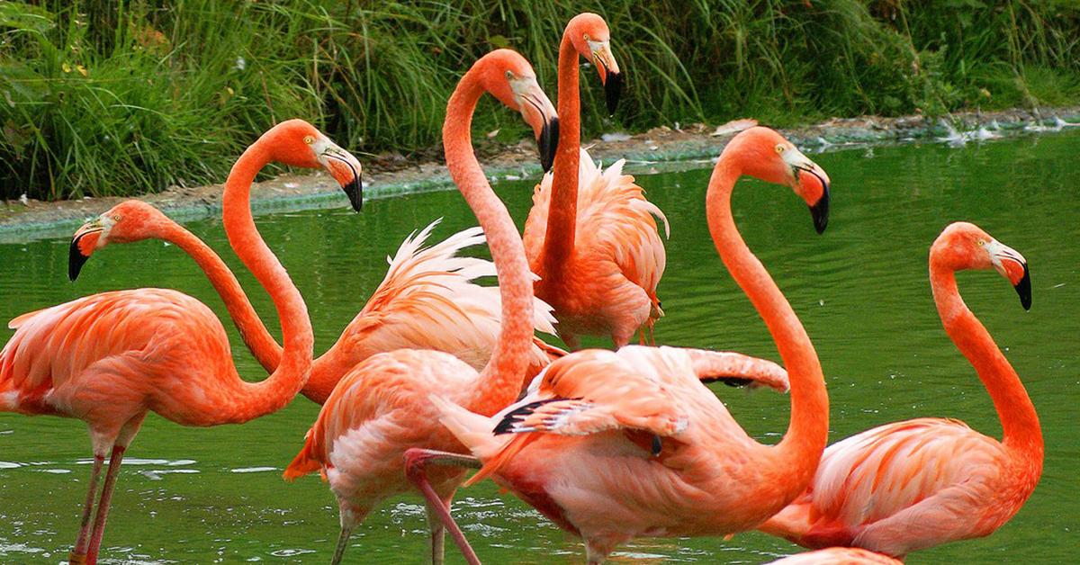 Pictures of Flamingo