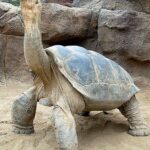 Pictures of Galapagos Tortoise