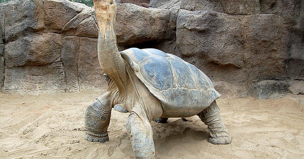 Pictures of Galapagos Tortoise