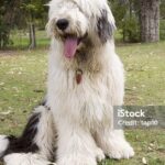 Pictures of Old English Sheepdog