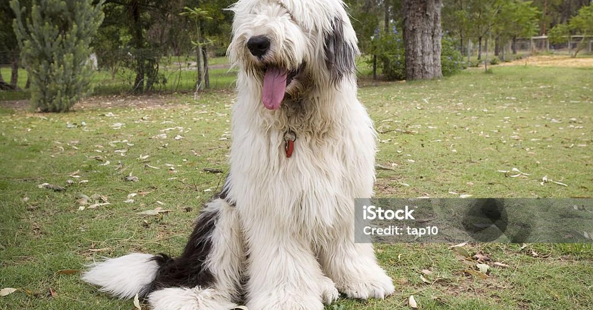 Pictures of Old English Sheepdog