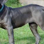 Pictures of Neapolitan Mastiff