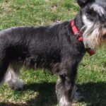 Pictures of Giant Schnauzer