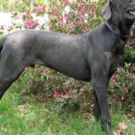 Pictures of Great Dane