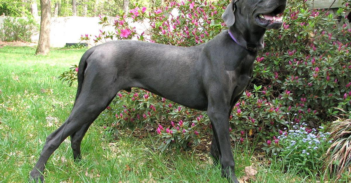 Pictures of Great Dane