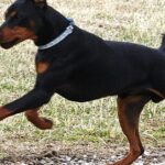 Pictures of German Pinscher