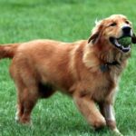 Pictures of Golden Retriever